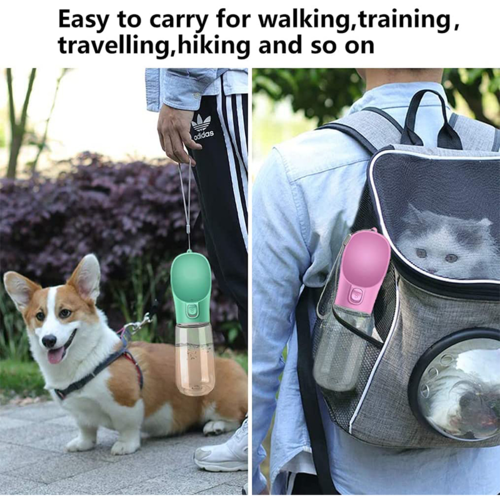 Dogs Travel Water