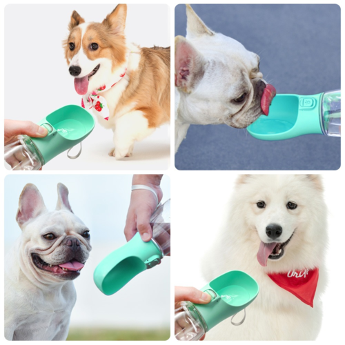 Dogs Travel Water